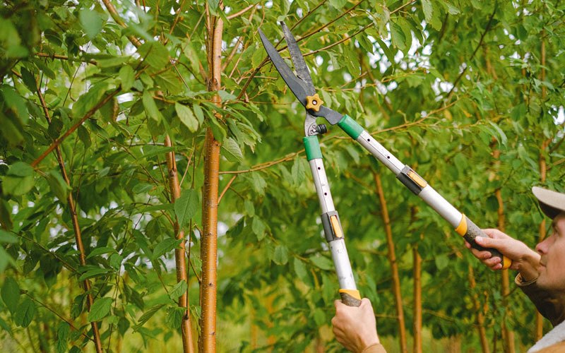 Tree trimming in Hartford, AR